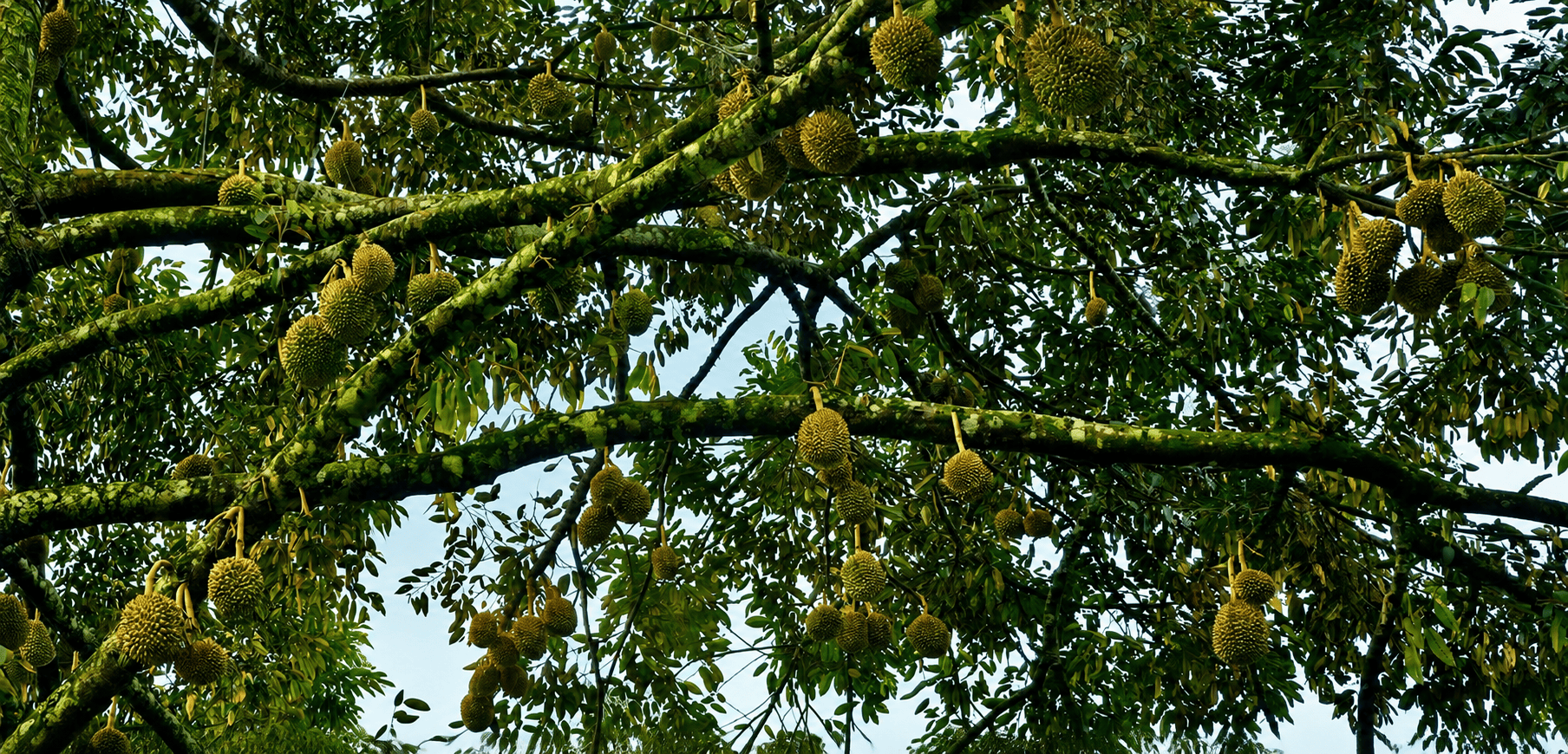 Durian development
